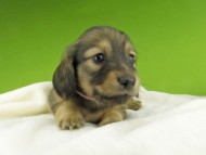 Kaninchen-Dachshund432 Kaninchen-Dachshund432