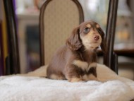 Kaninchen-Dachshund4326