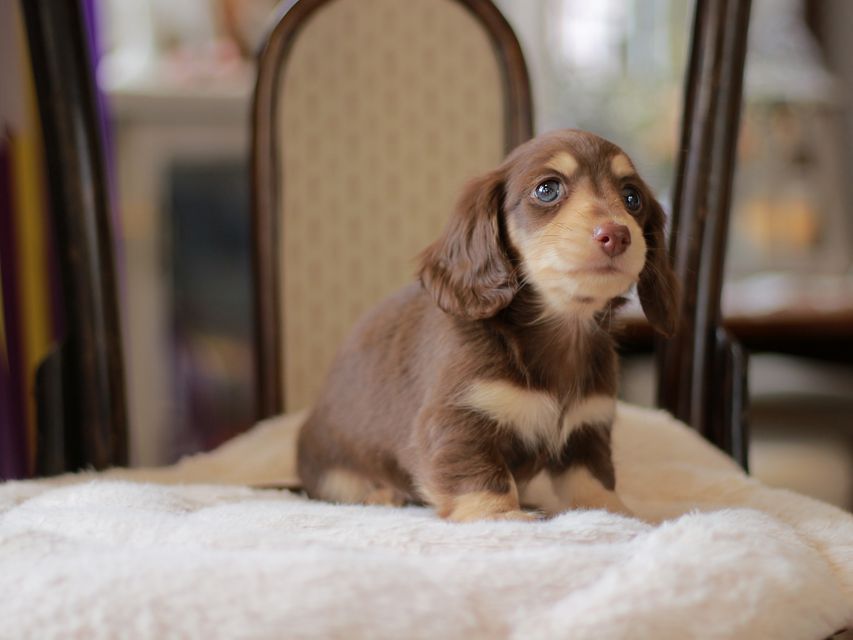 カニンヘン ダックスフンド ジェシー&スルガの子犬 チョコイエ 男の子