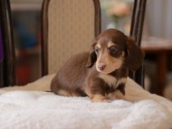 Kaninchen-Dachshund4331
