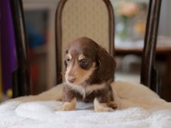 Kaninchen-Dachshund4338