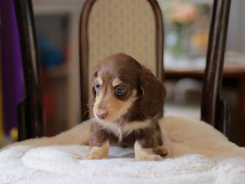 カニンヘン ダックスフンド ジェシー&スルガの子犬 チョコイエ 男の子