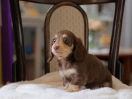 Kaninchen-Dachshund4339 Kaninchen-Dachshund4339