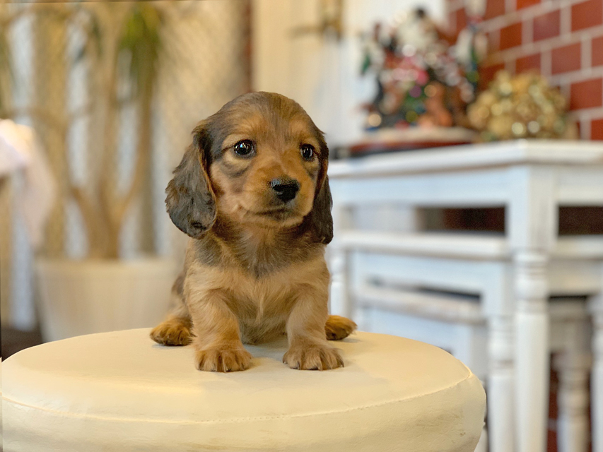 カニンヘン ダックスフンド ティナ&竹千代CHの子犬 レッド 女の子Kaninchen-Dachshund43 カニンヘン ダックスフンド ティナ&竹千代CHの子犬 レッド 女の子
