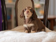 Kaninchen-Dachshund4343