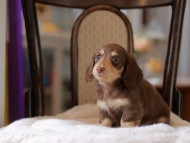 Kaninchen-Dachshund4350 Kaninchen-Dachshund4350