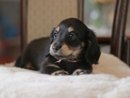 Kaninchen-Dachshund4371 Kaninchen-Dachshund4371