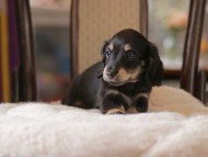 Kaninchen-Dachshund4374 Kaninchen-Dachshund4374