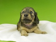 Kaninchen-Dachshund438 Kaninchen-Dachshund438