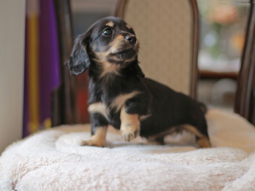カニンヘン ダックスフンド ジェシー&スルガの子犬 ブライエ 女の子(2)Kaninchen-Dachshund4382 カニンヘン ダックスフンド ジェシー&スルガの子犬 ブライエ 女の子(2)