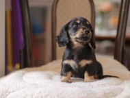 Kaninchen-Dachshund4384