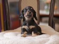 Kaninchen-Dachshund4386