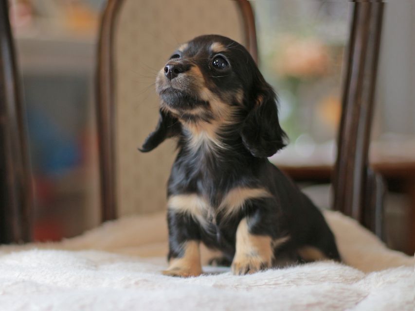 カニンヘン ダックスフンド ジェシー&スルガの子犬 ブライエ 女の子(2)Kaninchen-Dachshund4389 カニンヘン ダックスフンド ジェシー&スルガの子犬 ブライエ 女の子(2)
