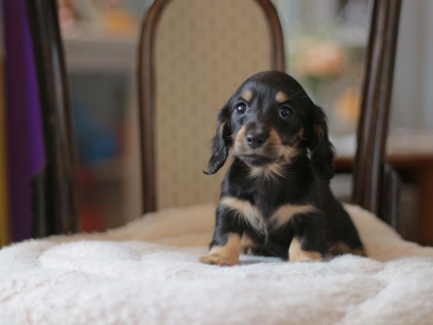 カニンヘン ダックスフンド ジェシー&スルガの子犬 ブライエ 女の子(2)Kaninchen-Dachshund4391 カニンヘン ダックスフンド ジェシー&スルガの子犬 ブライエ 女の子(2)