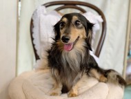 Kaninchen-Dachshund4