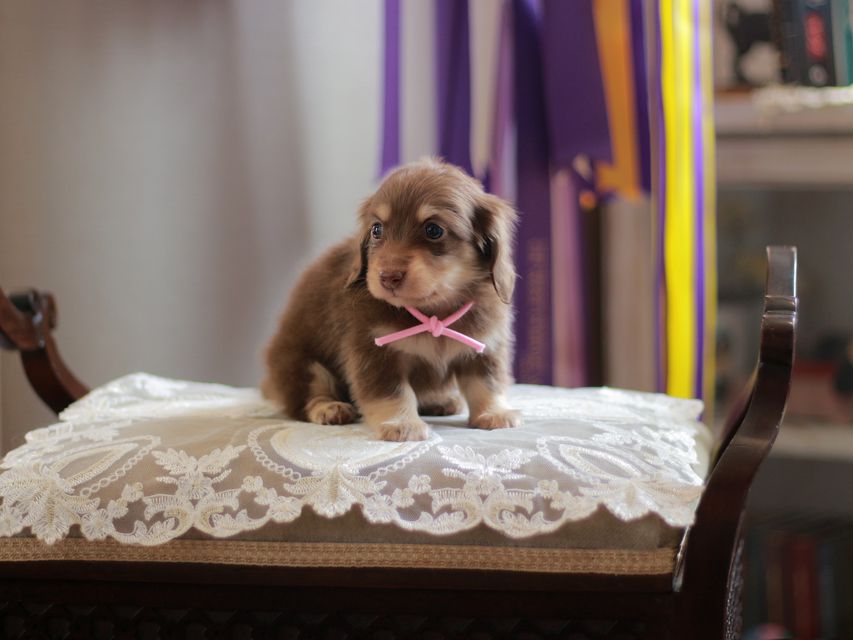 カニンヘン ダックスフンド 小町&ナイトの子犬 チョコイエロー 女の子(1)