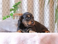 Kaninchen-Dachshund441