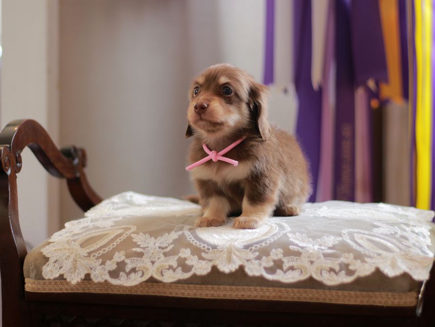 カニンヘン ダックスフンド 小町&ナイトの子犬 チョコイエロー 女の子(1)