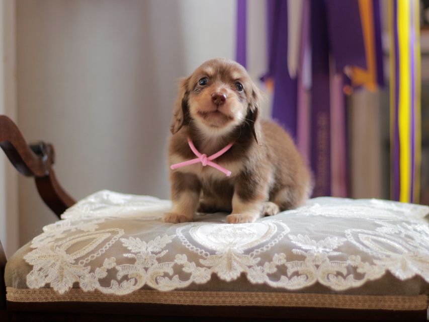 カニンヘン ダックスフンド 小町&ナイトの子犬 チョコイエロー 女の子(1)