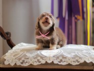 Kaninchen-Dachshund4419