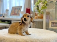 Kaninchen-Dachshund44