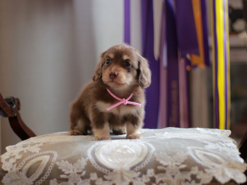 カニンヘン ダックスフンド 小町&ナイトの子犬 チョコイエロー 女の子(1)
