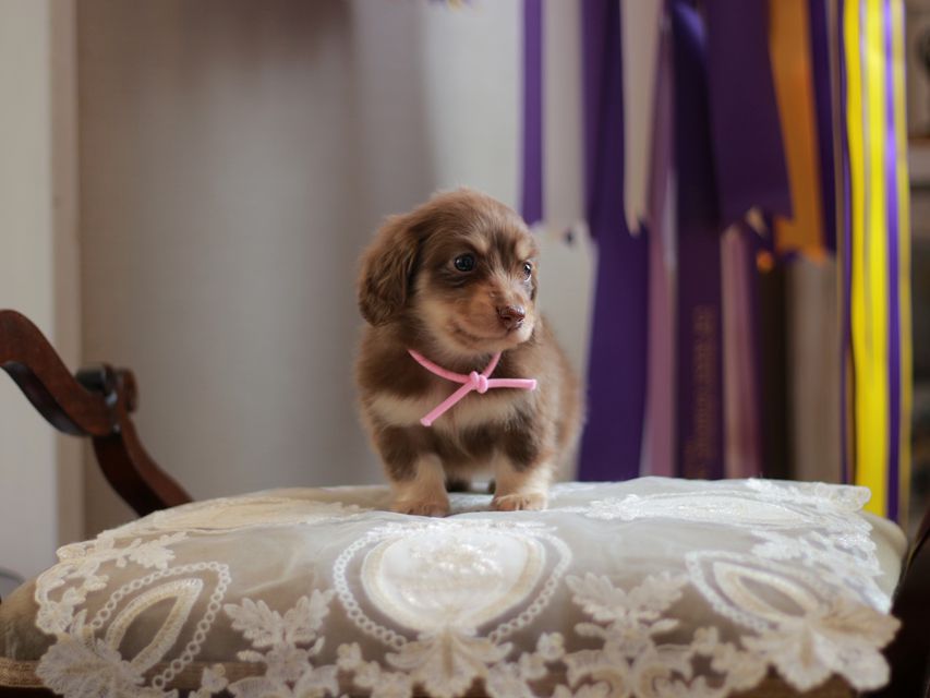 カニンヘン ダックスフンド 小町&ナイトの子犬 チョコイエロー 女の子(1)