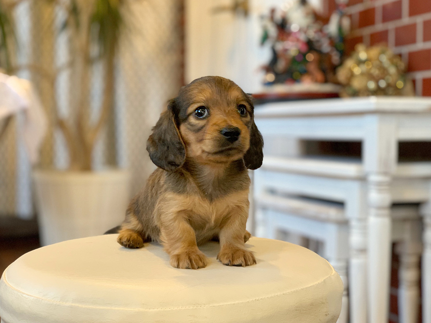 カニンヘン ダックスフンド ティナ&竹千代CHの子犬 レッド 女の子Kaninchen-Dachshund44 カニンヘン ダックスフンド ティナ&竹千代CHの子犬 レッド 女の子