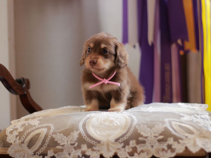 カニンヘン ダックスフンド 小町&ナイトの子犬 チョコイエロー 女の子(1)