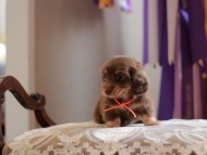 Kaninchen-Dachshund4438