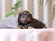 Kaninchen-Dachshund444 Kaninchen-Dachshund444