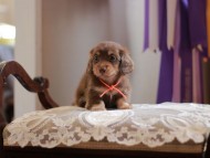 Kaninchen-Dachshund4441