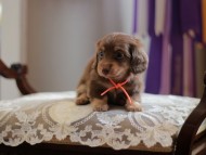 Kaninchen-Dachshund4447