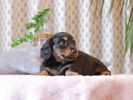Kaninchen-Dachshund445