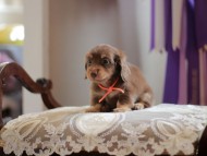 Kaninchen-Dachshund4454