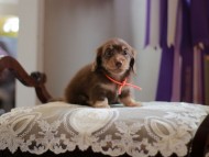 Kaninchen-Dachshund4457