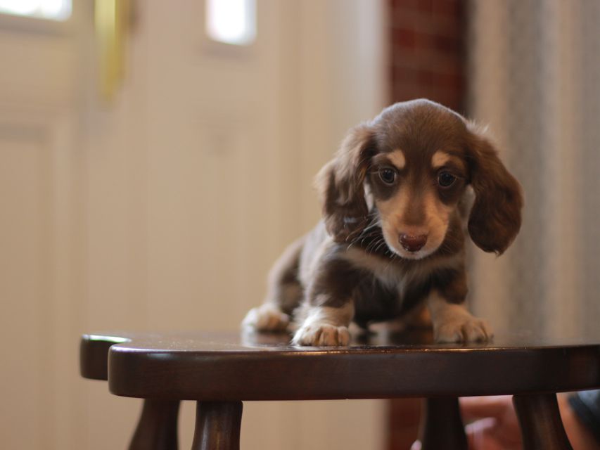 カニンヘン ダックスフンド ジェシー&スルガの子犬 チョコイエ 男の子