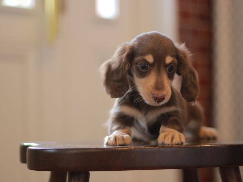 カニンヘン ダックスフンド ジェシー&スルガの子犬 チョコイエ 男の子