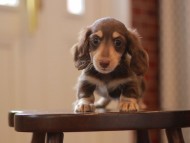 Kaninchen-Dachshund4486