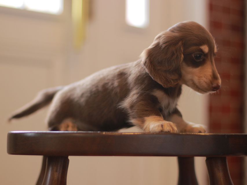 カニンヘン ダックスフンド ジェシー&スルガの子犬 チョコイエ 男の子