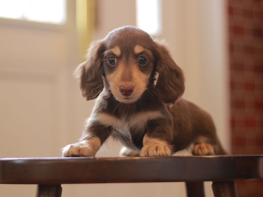カニンヘン ダックスフンド ジェシー&スルガの子犬 チョコイエ 男の子