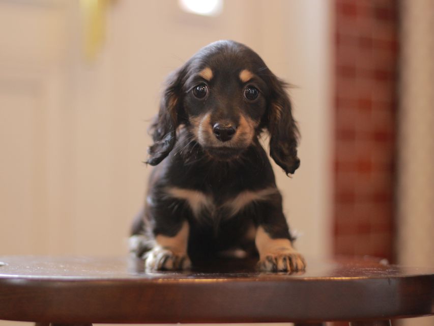 カニンヘン ダックスフンド ジェシー&スルガの子犬 ブライエ 女の子(2)