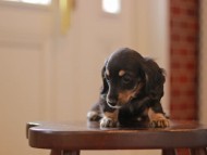 Kaninchen-Dachshund4505