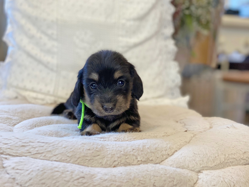 カニンヘン ダックスフンド ひなプリ & ナイトの子犬 ブラックイエロー(ブラッククリーム) 男の子Kaninchen-Dachshund45 カニンヘン ダックスフンド ひなプリ & ナイトの子犬 ブラックイエロー(ブラッククリーム) 男の子