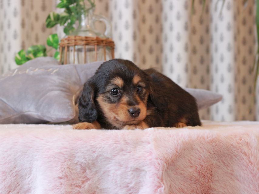 カニンヘン ダックスフンド ジル & ナイトの子犬 ブラックイエロー（ブラッククリーム） 女の子