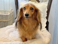 Kaninchen-Dachshund460