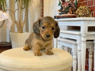 Kaninchen-Dachshund46
