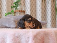 Kaninchen-Dachshund465