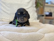 Kaninchen-Dachshund47 Kaninchen-Dachshund47