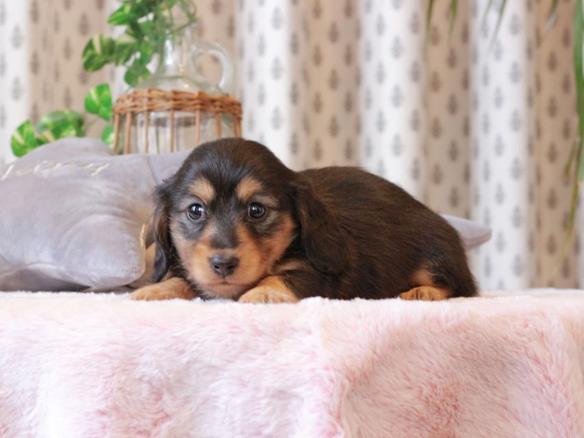 カニンヘン ダックスフンド ジル & ナイトの子犬 ブラックイエロー（ブラッククリーム） 女の子